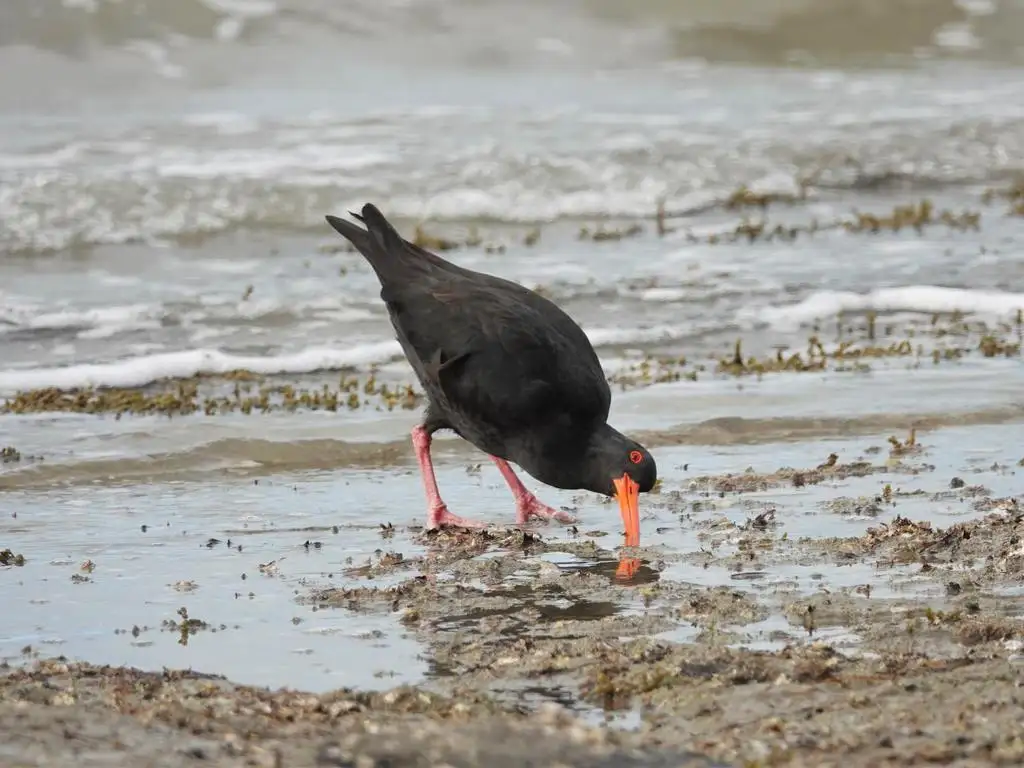 新西兰蛎鹬(Haematopus unicolor)