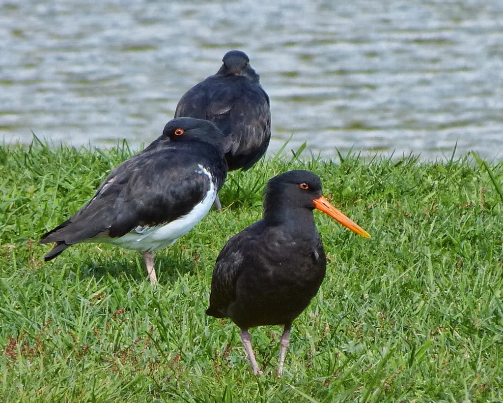 新西兰蛎鹬(Haematopus unicolor)