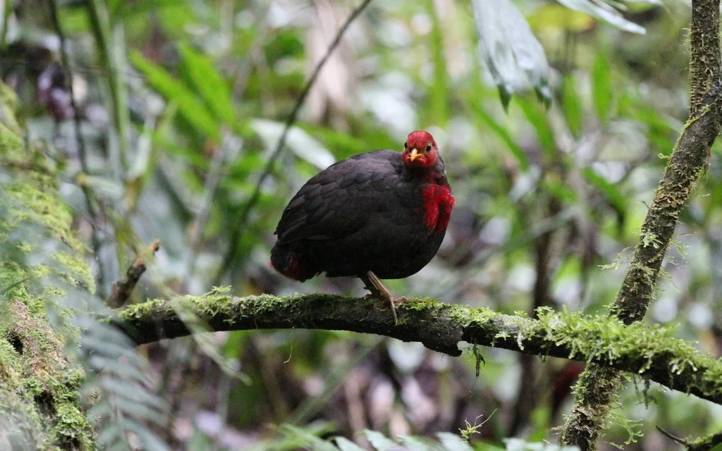红头林鹧鸪（Haematortyx sanguiniceps）