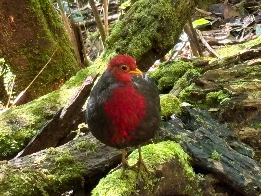 红头林鹧鸪（Haematortyx sanguiniceps）