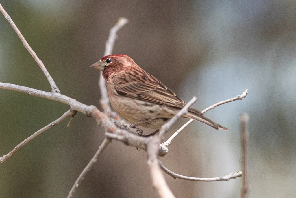卡氏朱雀(Haemorhous cassinii)