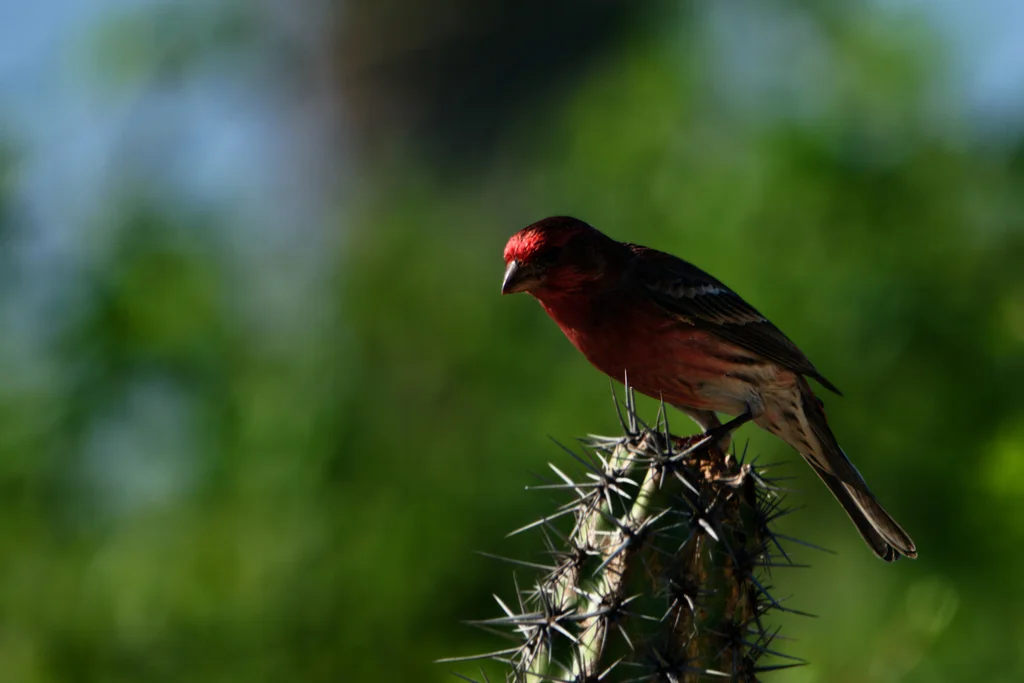 家朱雀(Haemorhous mexicanus)