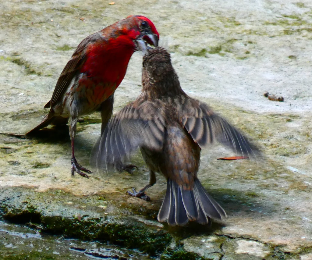家朱雀(Haemorhous mexicanus)