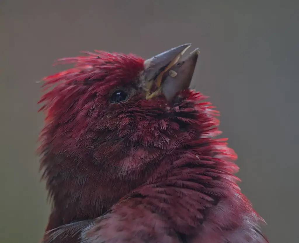 紫朱雀(Haemorhous purpureus)