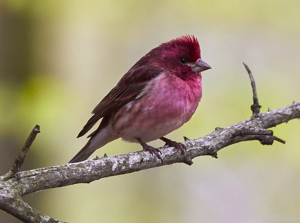 紫朱雀(Haemorhous purpureus)