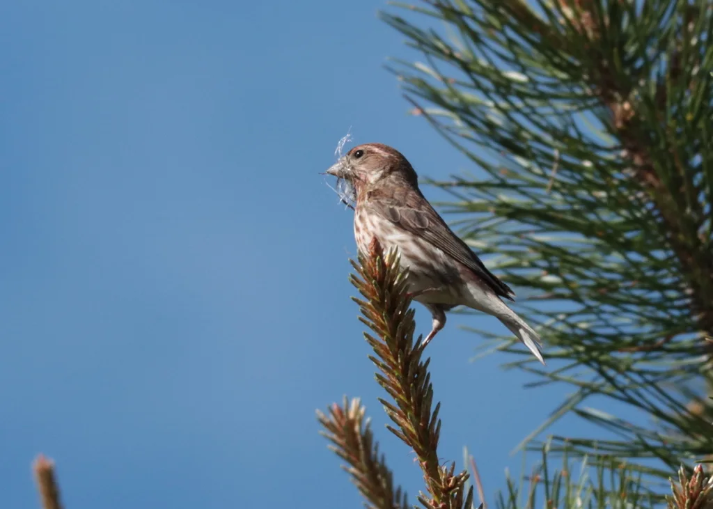紫朱雀(Haemorhous purpureus)
