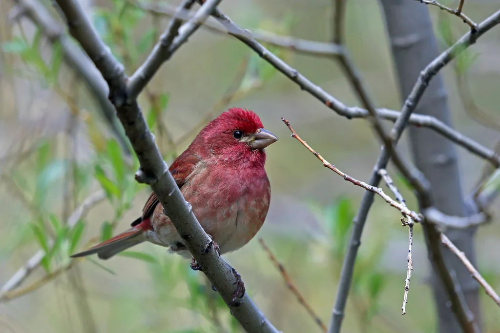 紫朱雀(Haemorhous purpureus)