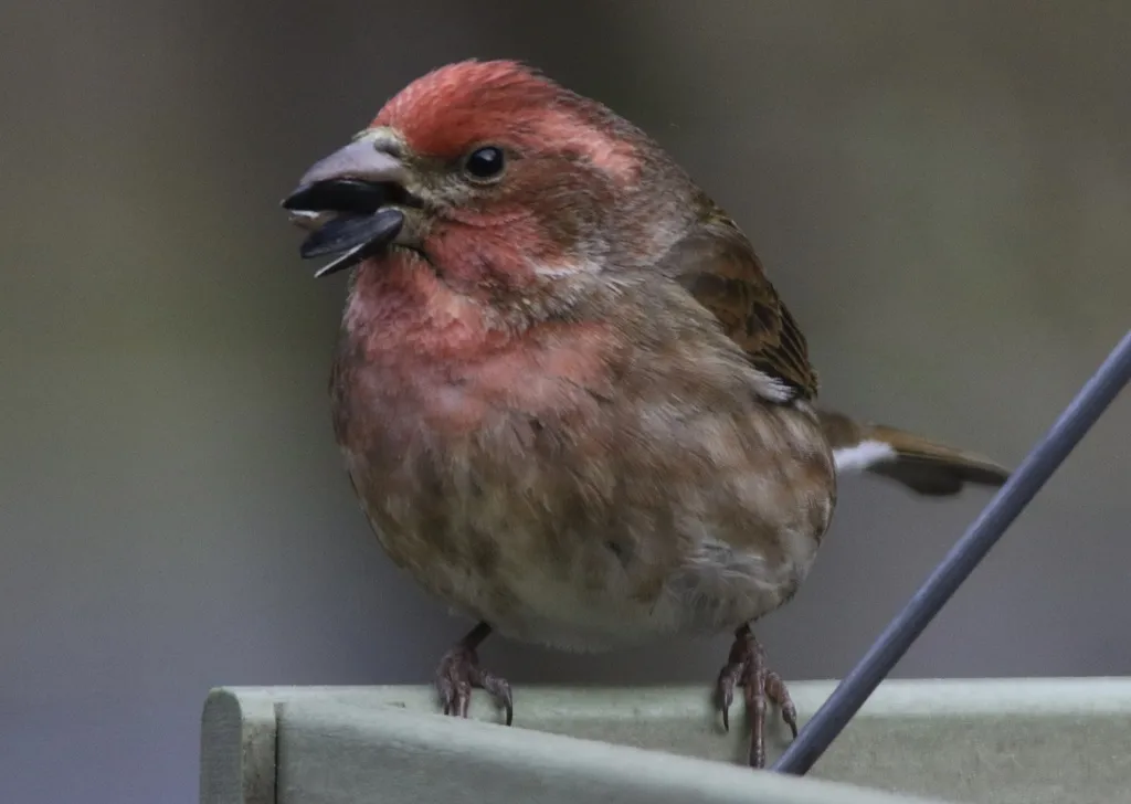 紫朱雀(Haemorhous purpureus)