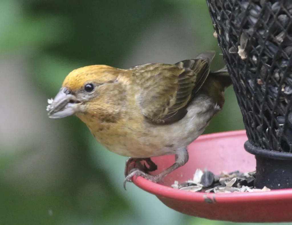 紫朱雀(Haemorhous purpureus)