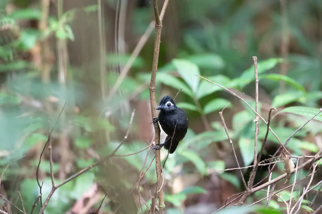 乌蚁鸟(Hafferia fortis)