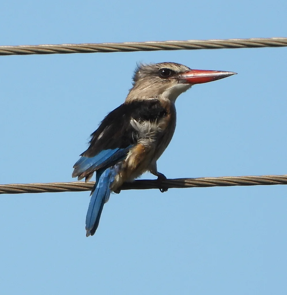 褐头翡翠(Halcyon albiventris)
