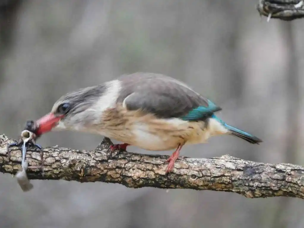 褐头翡翠(Halcyon albiventris)