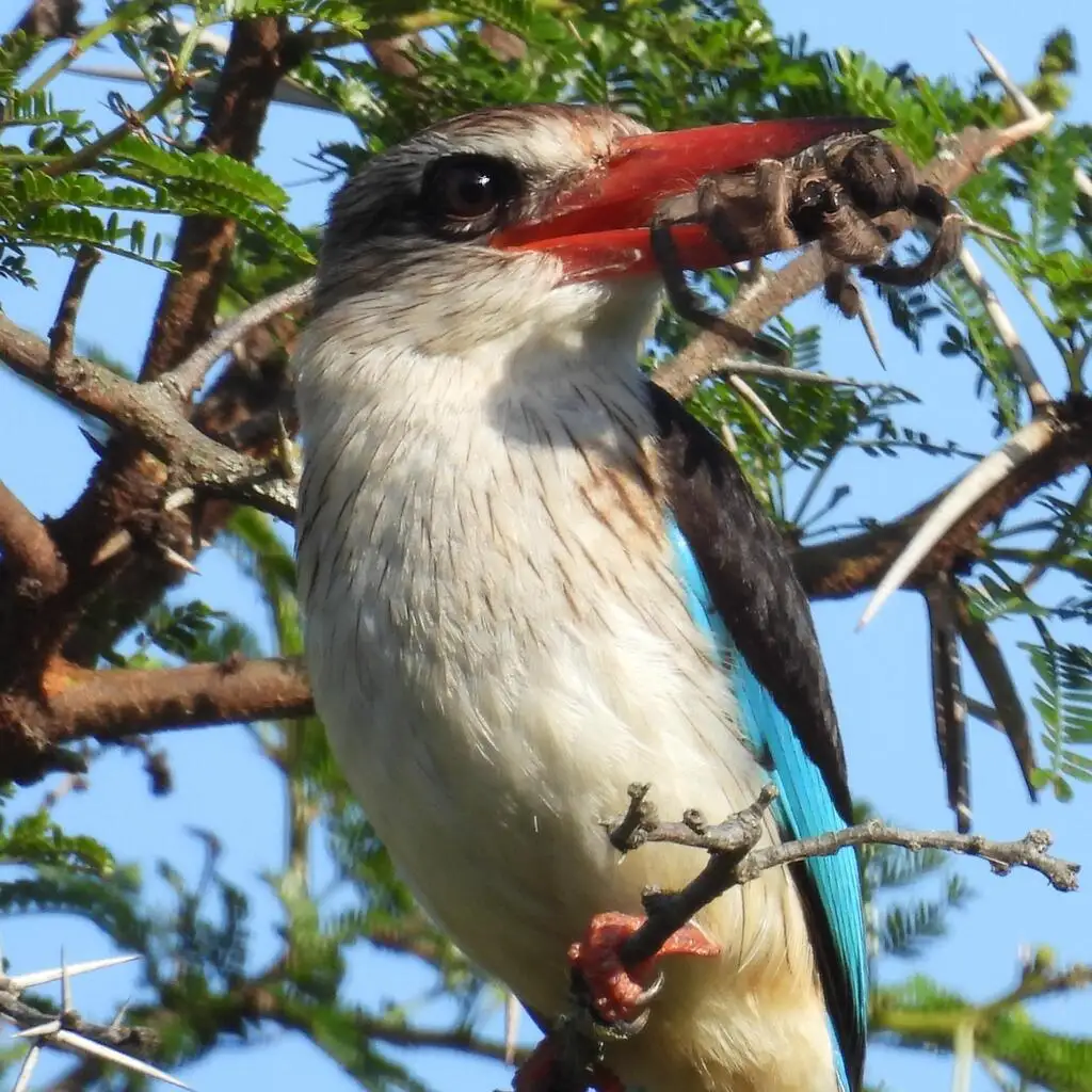 褐头翡翠(Halcyon albiventris)