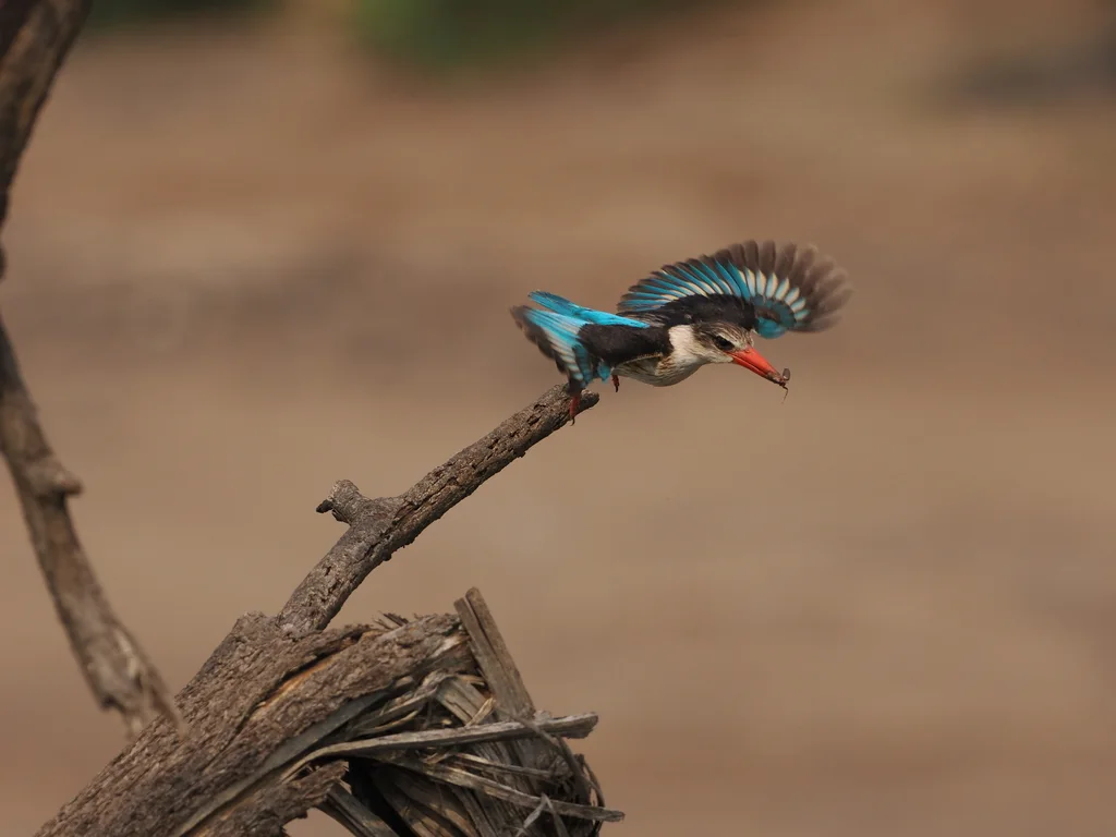 褐头翡翠(Halcyon albiventris)