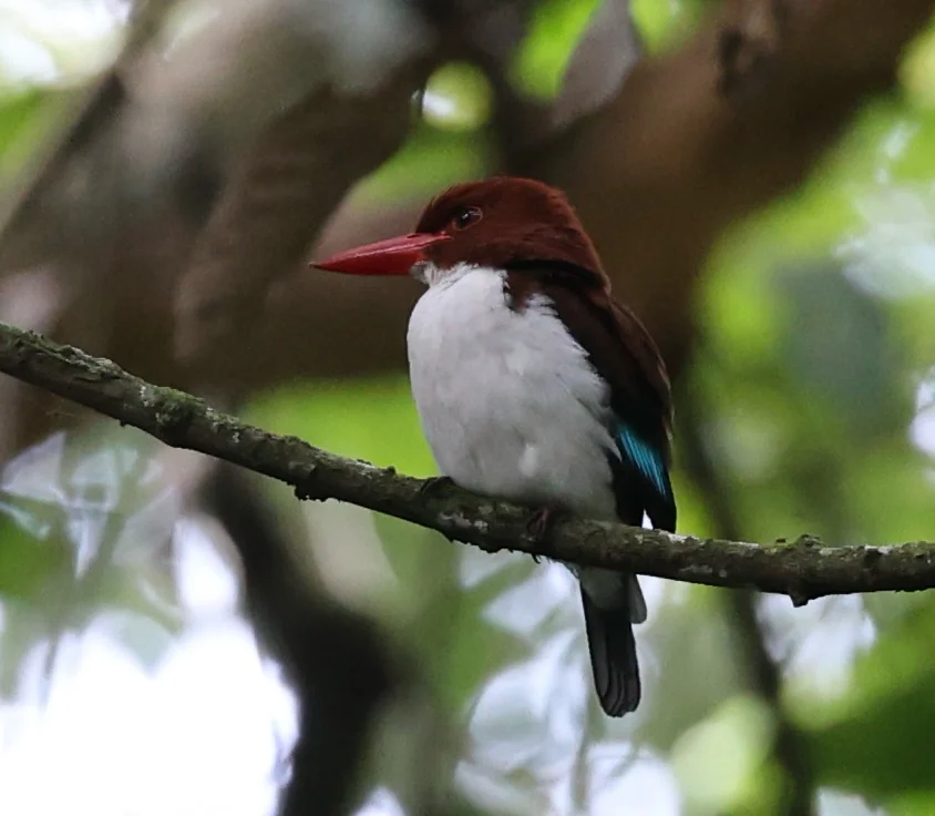 栗背翡翠(Halcyon badia)
