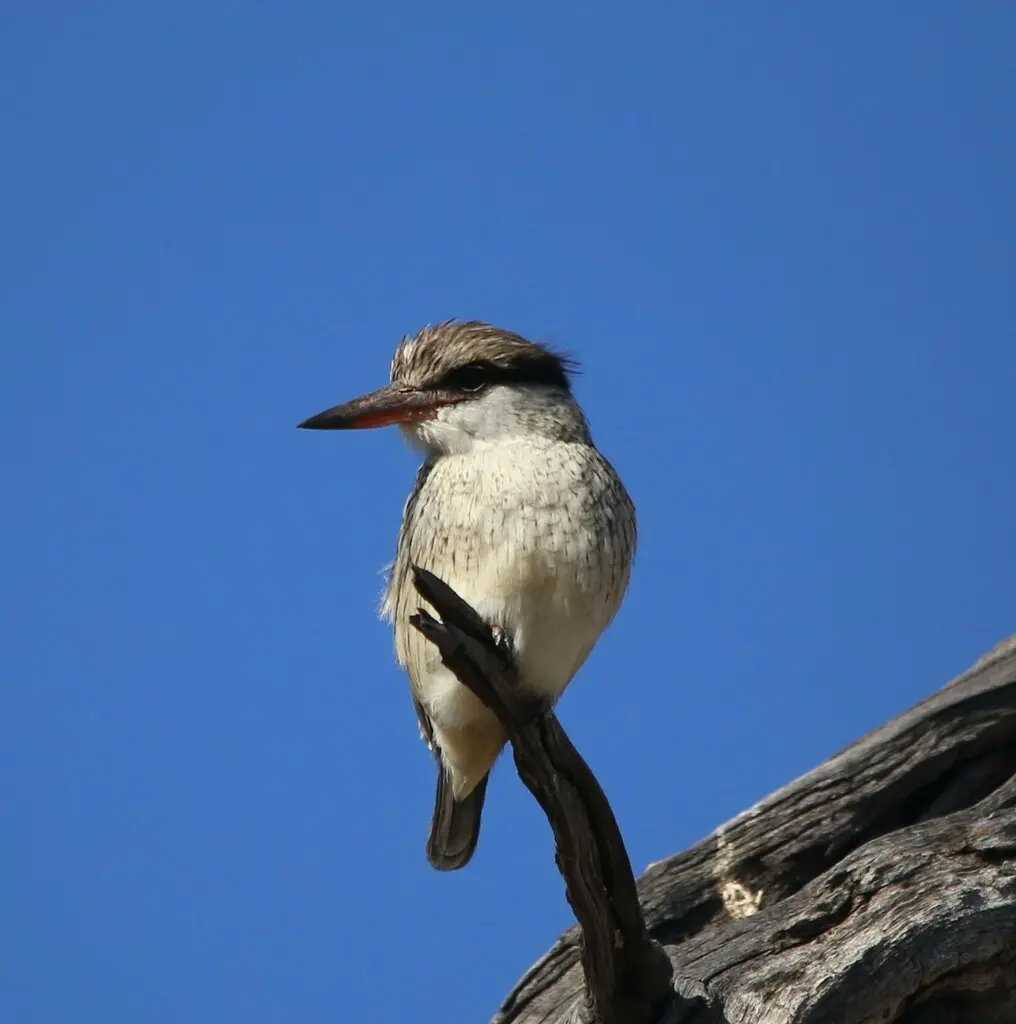 斑翡翠(Halcyon chelicuti)
