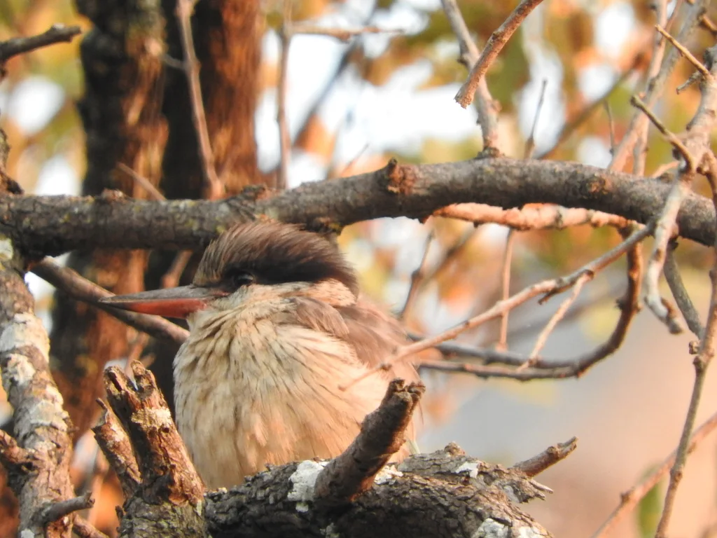 斑翡翠(Halcyon chelicuti)