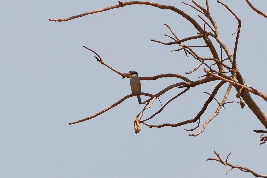 斑翡翠(Halcyon chelicuti)