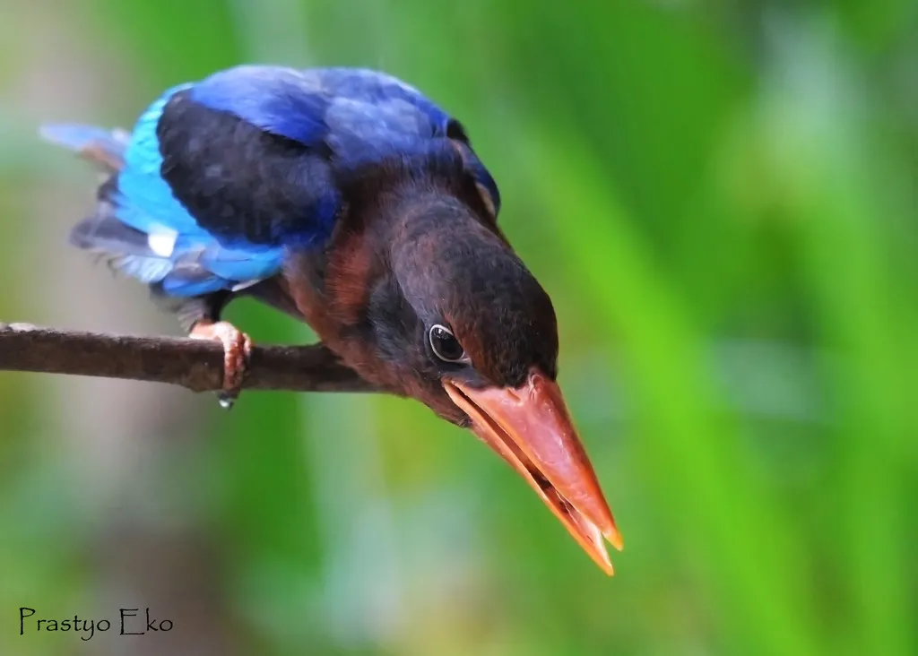 爪哇翡翠(Halcyon cyanoventris)