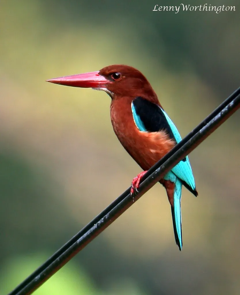 褐胸翡翠(Halcyon gularis)