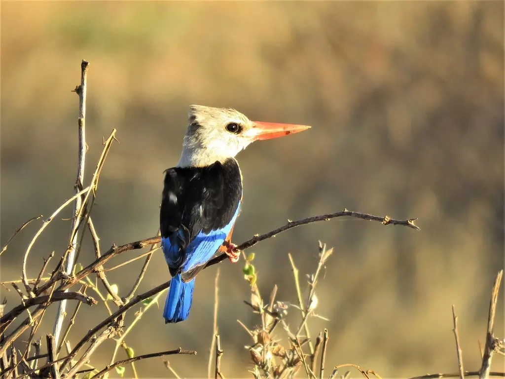 灰头翡翠(Halcyon leucocephala)