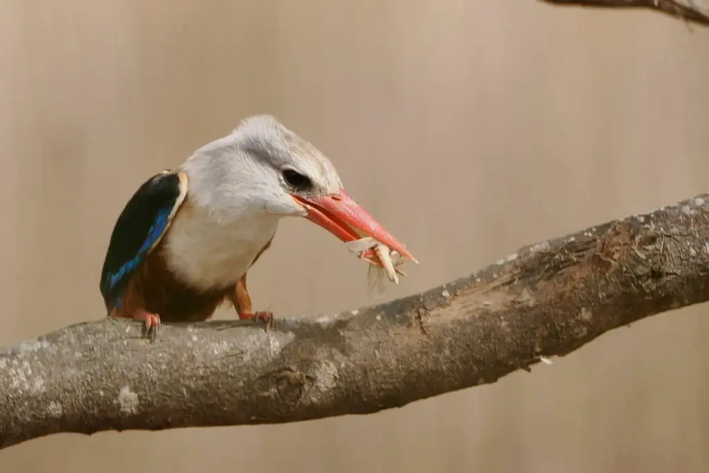 灰头翡翠(Halcyon leucocephala)
