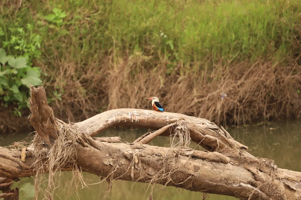 灰头翡翠(Halcyon leucocephala)