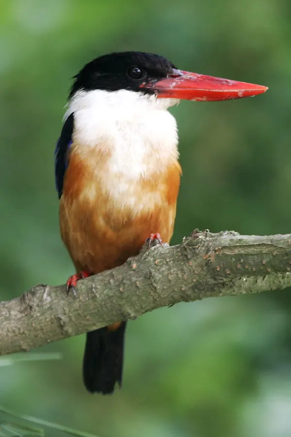 蓝翡翠(Halcyon pileata)