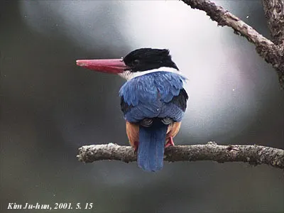 蓝翡翠(Halcyon pileata)