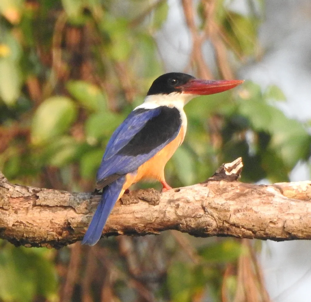 蓝翡翠(Halcyon pileata)