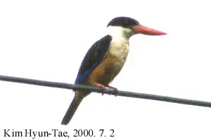 蓝翡翠(Halcyon pileata)