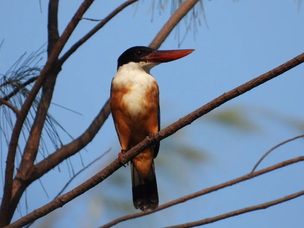 蓝翡翠(Halcyon pileata)