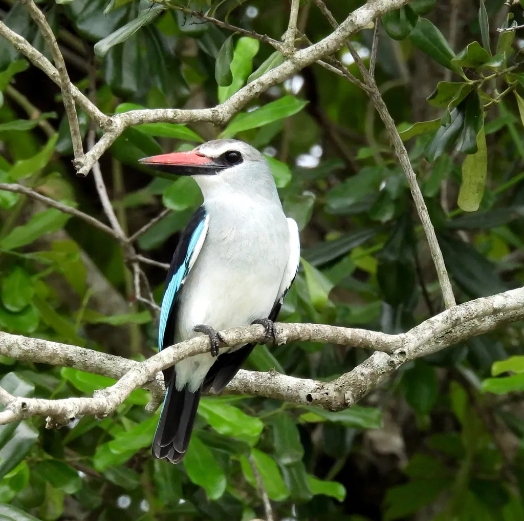 非洲林翡翠(Halcyon senegalensis)