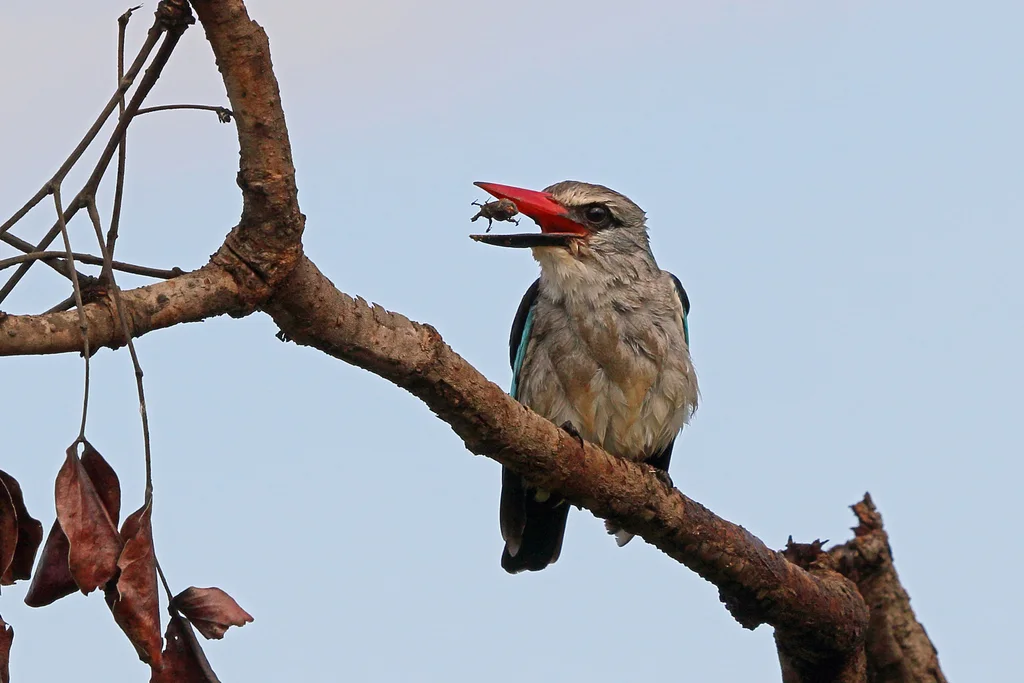 非洲林翡翠(Halcyon senegalensis)