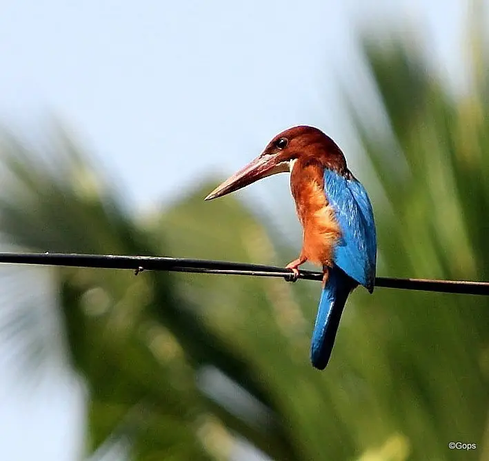 白胸翡翠(Halcyon smyrnensis)
