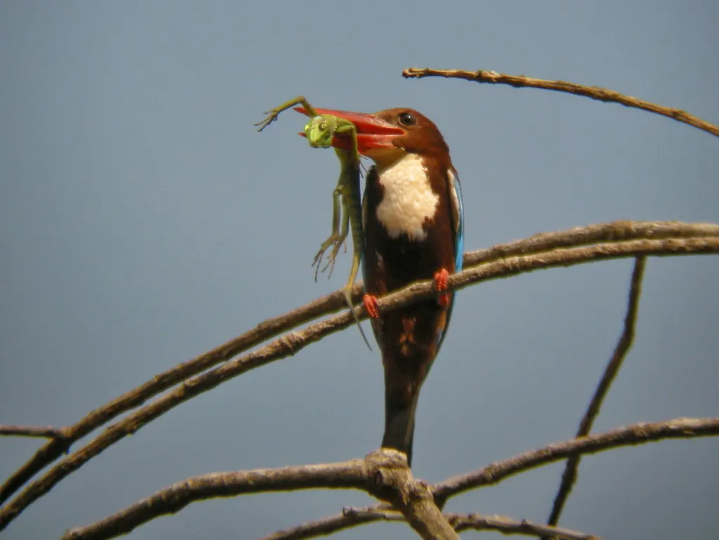 白胸翡翠(Halcyon smyrnensis)