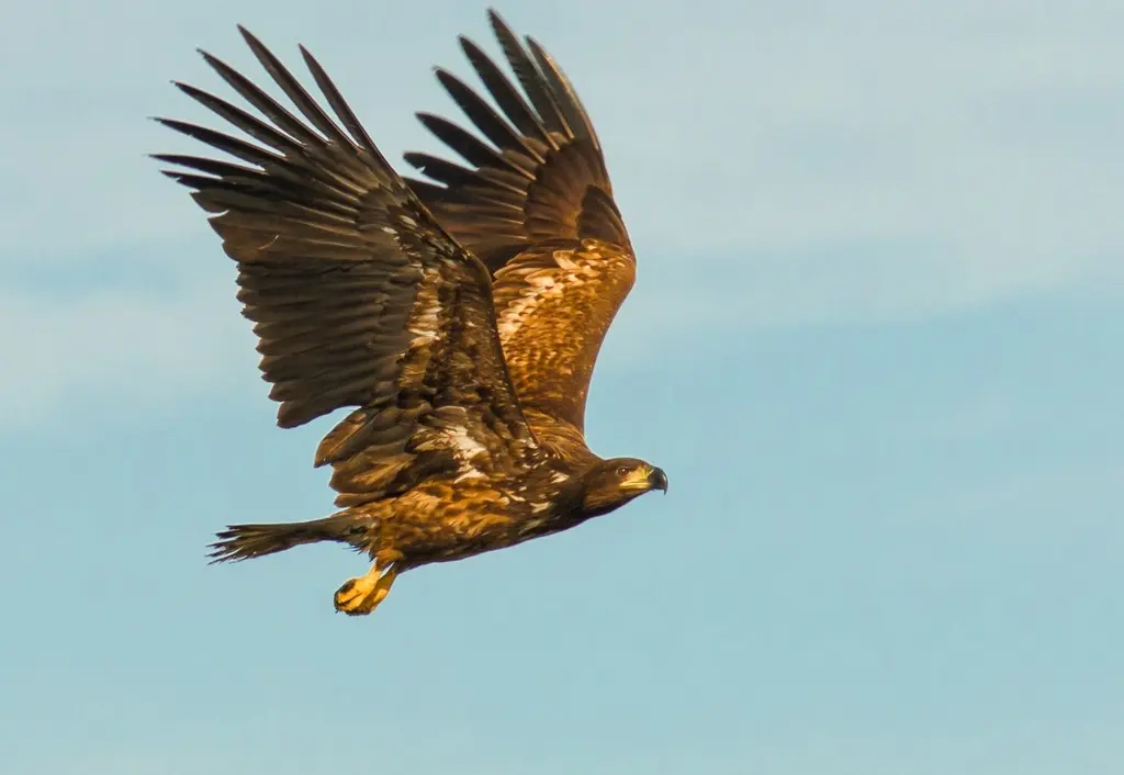 白尾海雕(Haliaeetus albicilla)