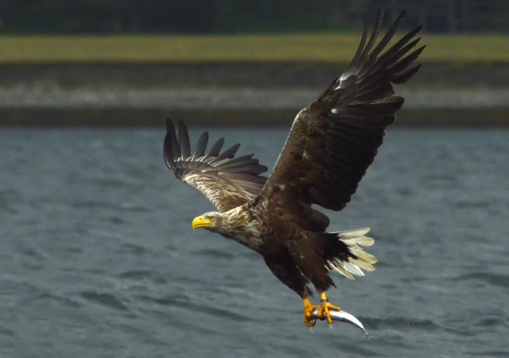 白尾海雕(Haliaeetus albicilla)