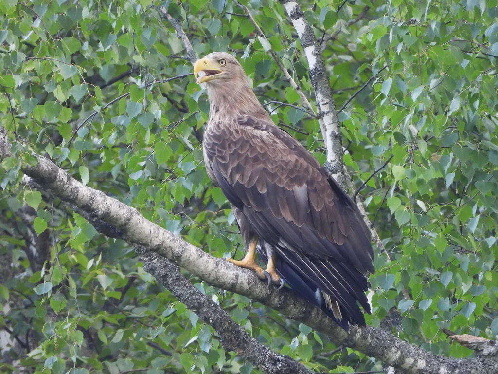 白尾海雕(Haliaeetus albicilla)