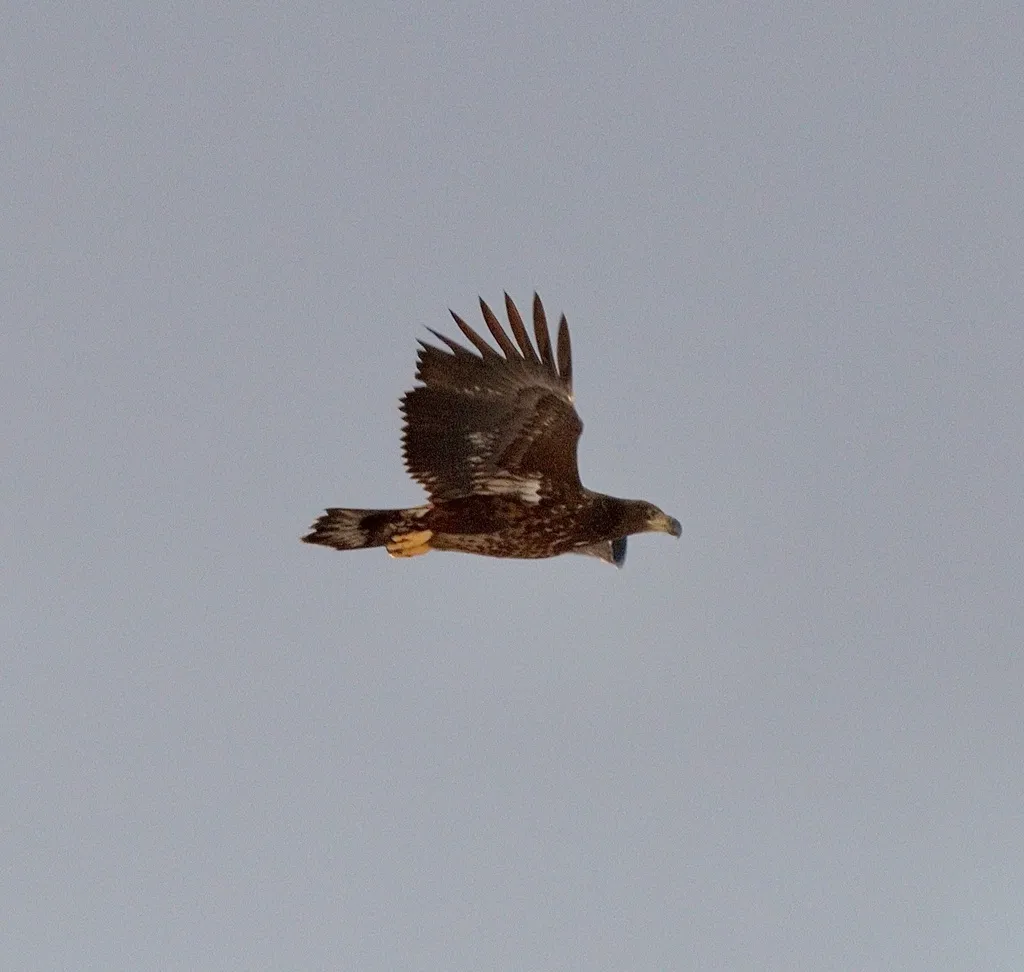 白尾海雕(Haliaeetus albicilla)