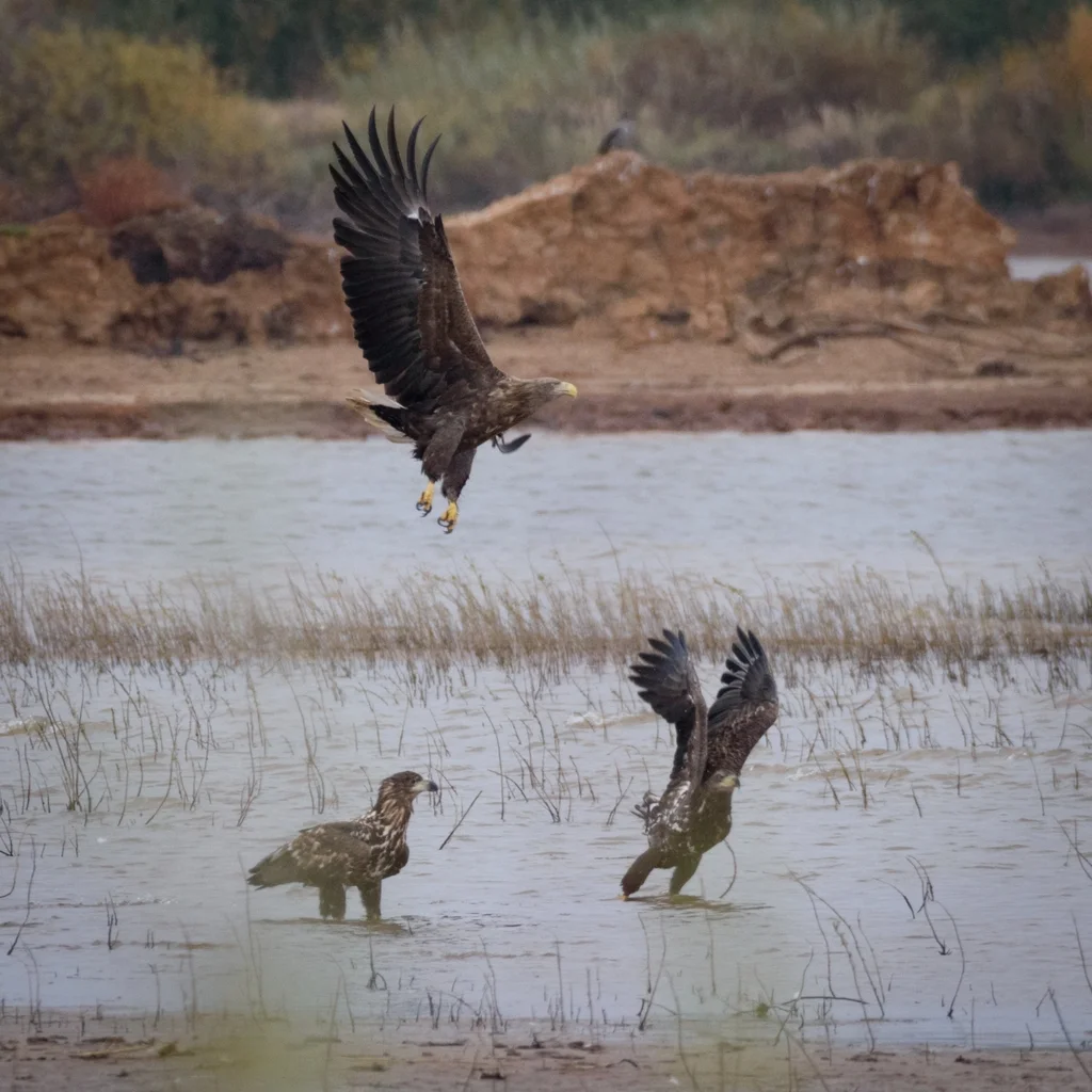 白尾海雕(Haliaeetus albicilla)