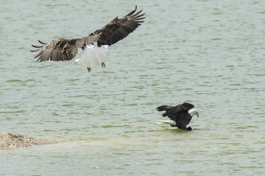 白头海雕(Haliaeetus leucocephalus)