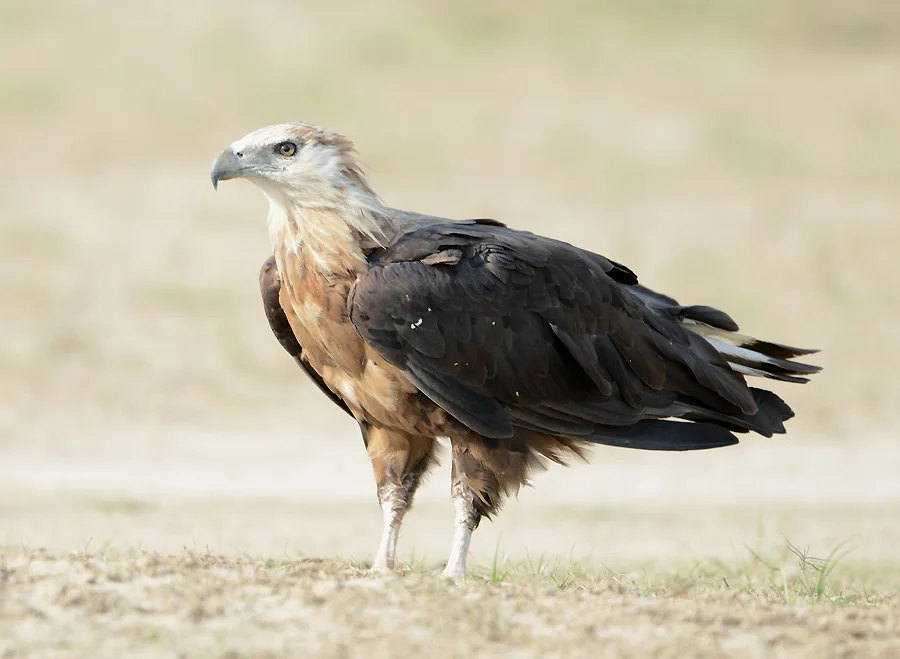 玉带海雕(Haliaeetus leucoryphus)