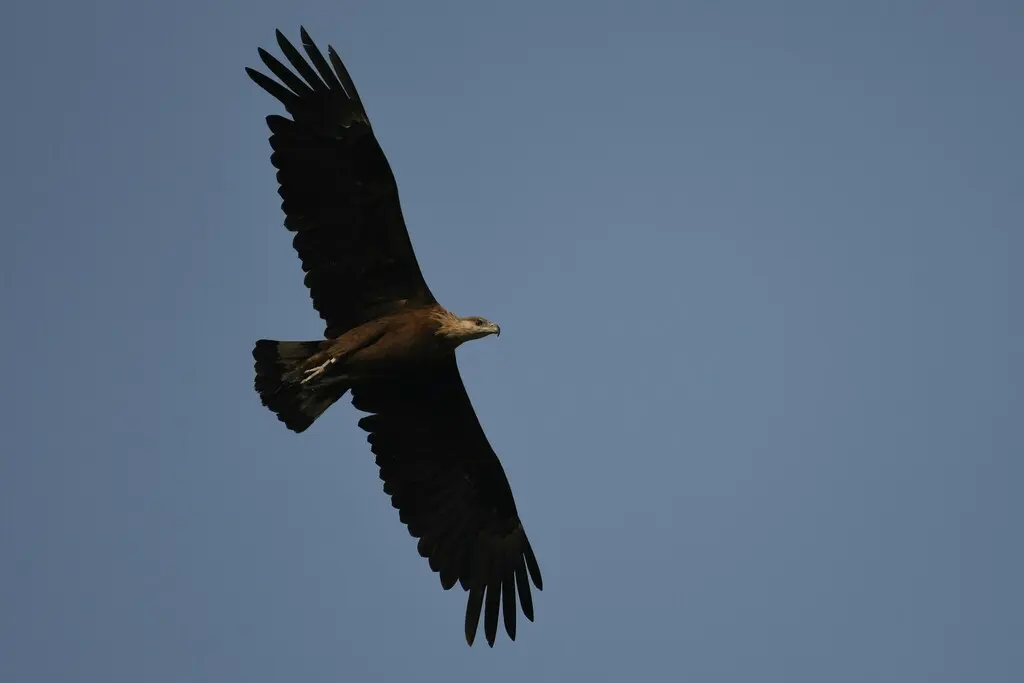 玉带海雕(Haliaeetus leucoryphus)