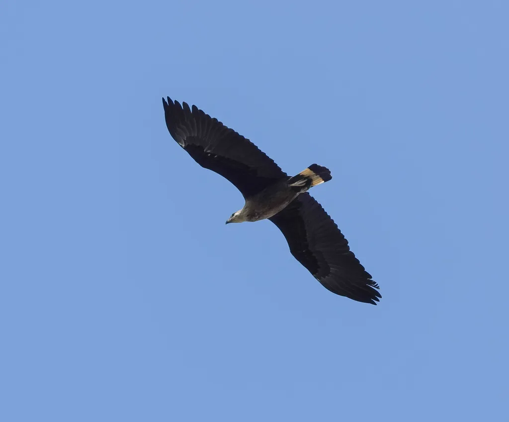 玉带海雕(Haliaeetus leucoryphus)
