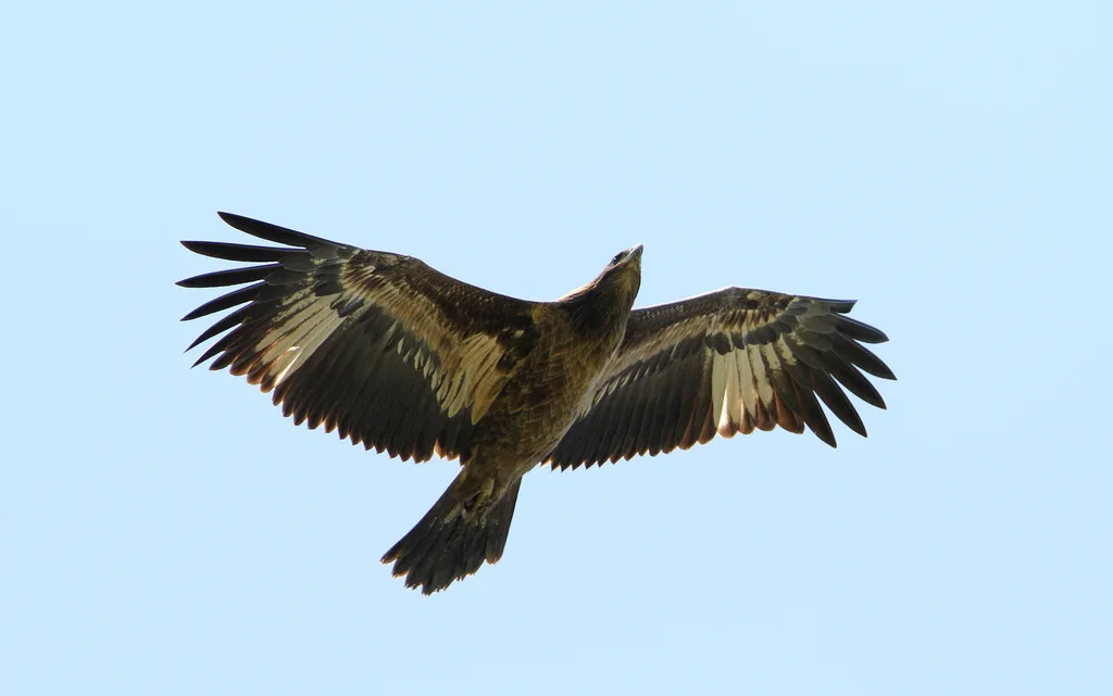 玉带海雕(Haliaeetus leucoryphus)