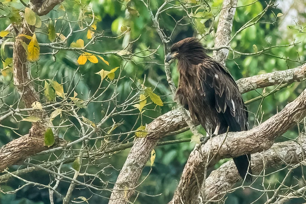 玉带海雕(Haliaeetus leucoryphus)