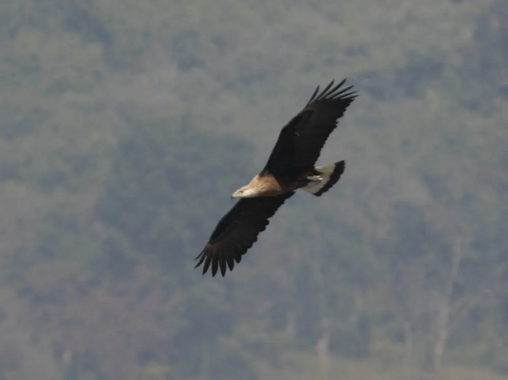 玉带海雕(Haliaeetus leucoryphus)