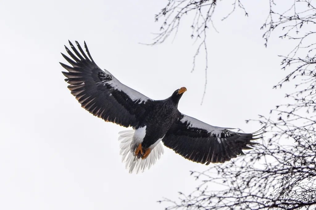 虎头海雕(Haliaeetus pelagicus)