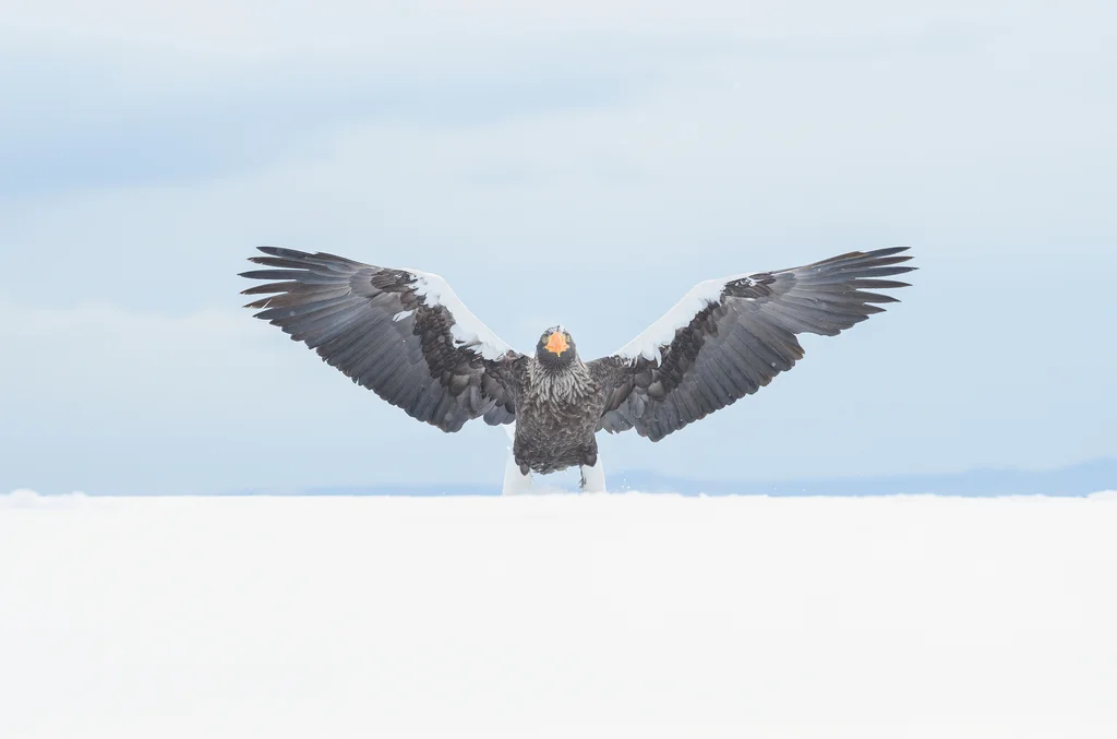 虎头海雕(Haliaeetus pelagicus)